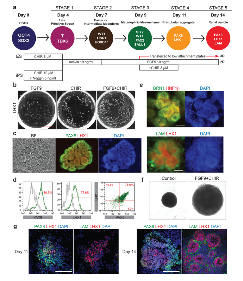 Stepwise kidney organoid differentiation protocol with microscopy panels