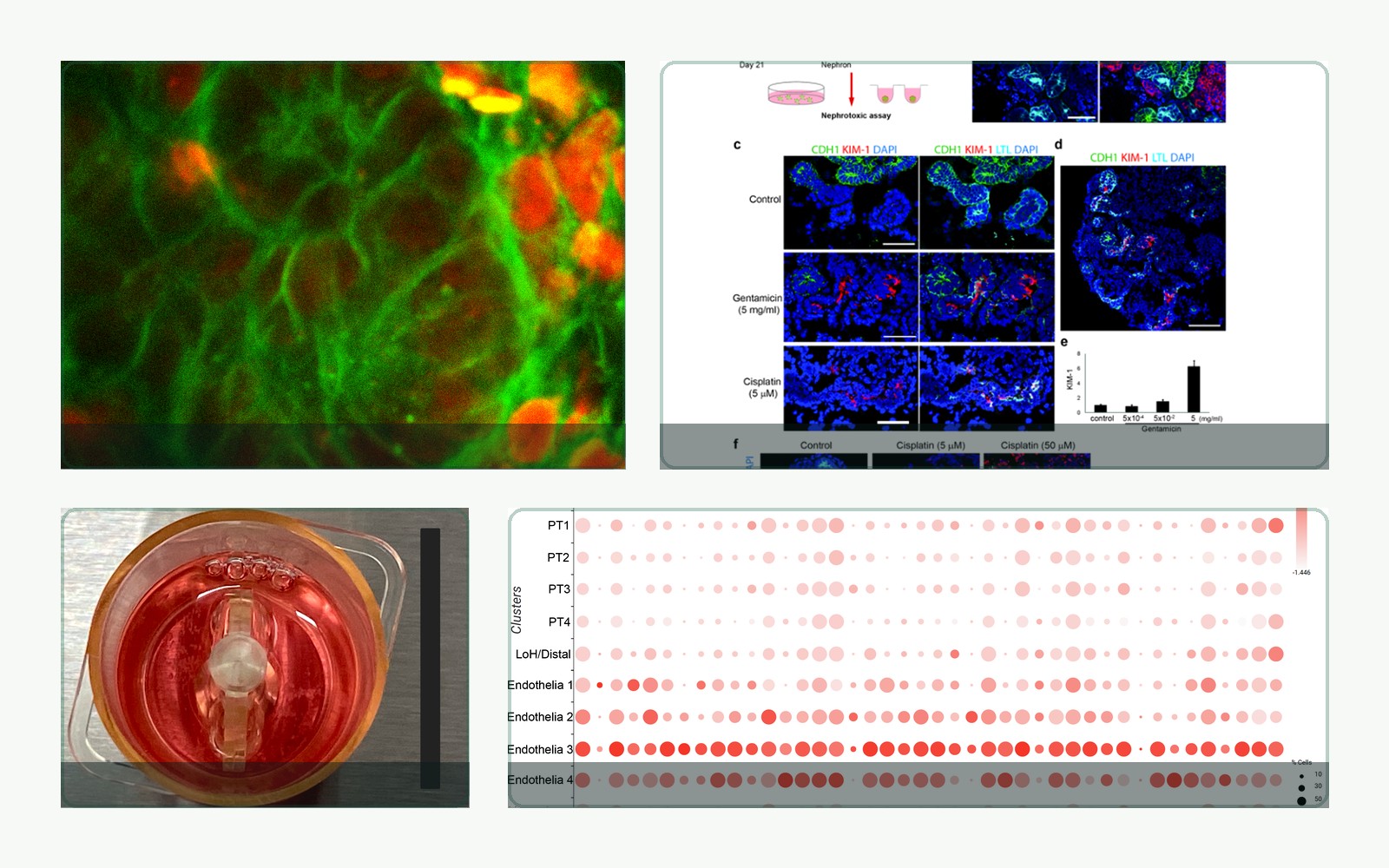 Kidney organoid platform images and data