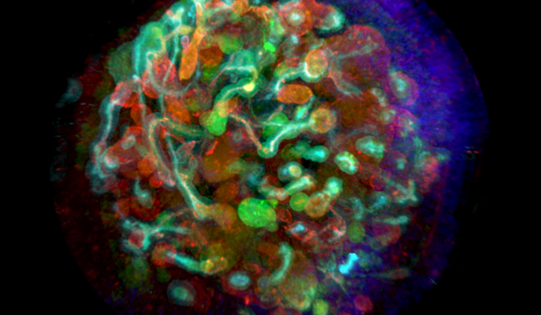 Multicolor kidney organoid microscopy image