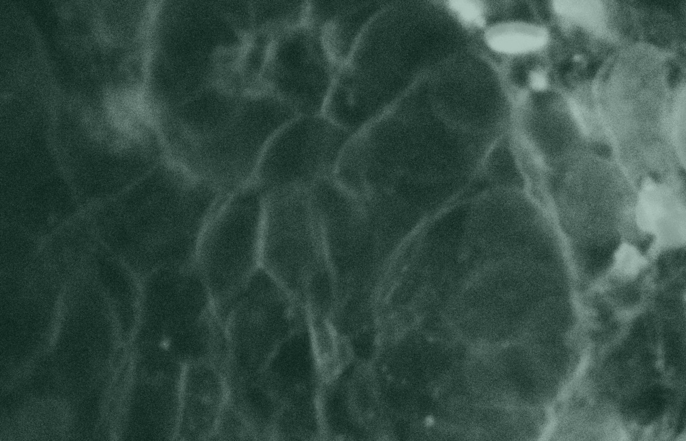 Edited microscopy image used as a training page visual